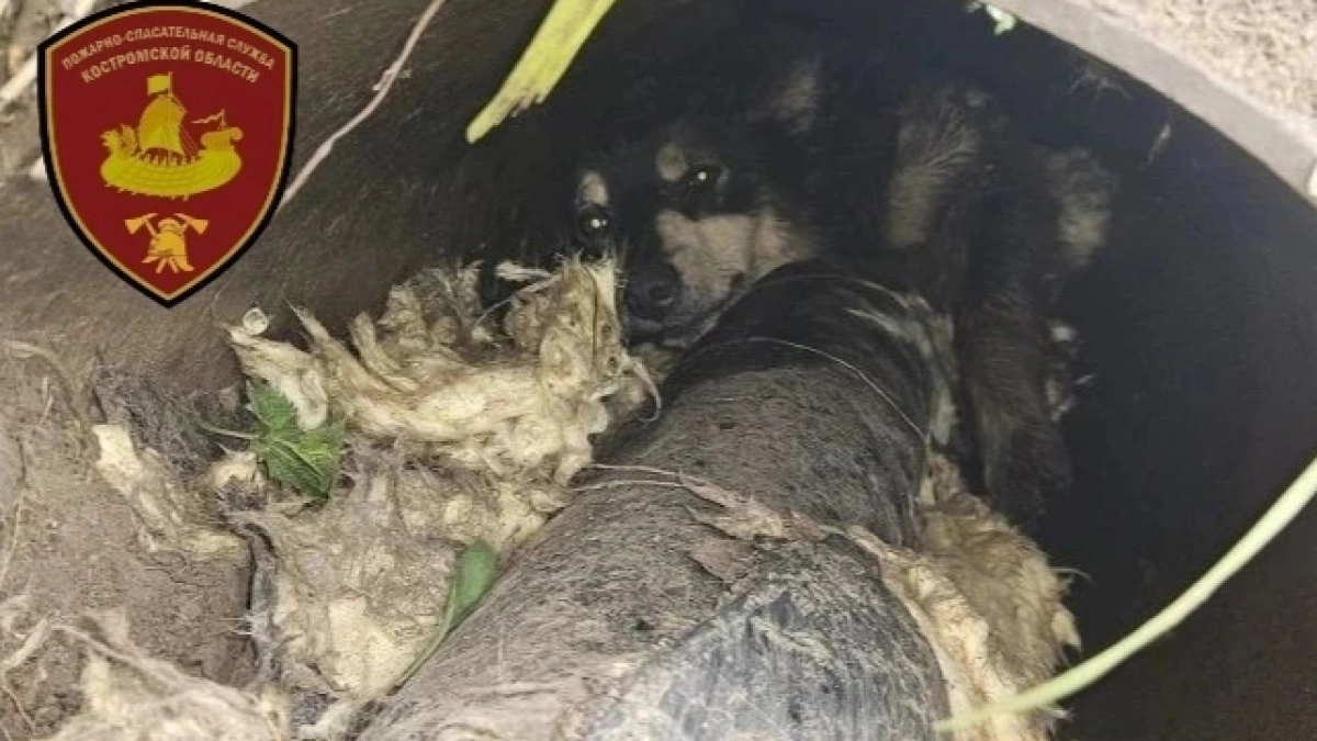 Костромские спасатели достали собаку из трубы