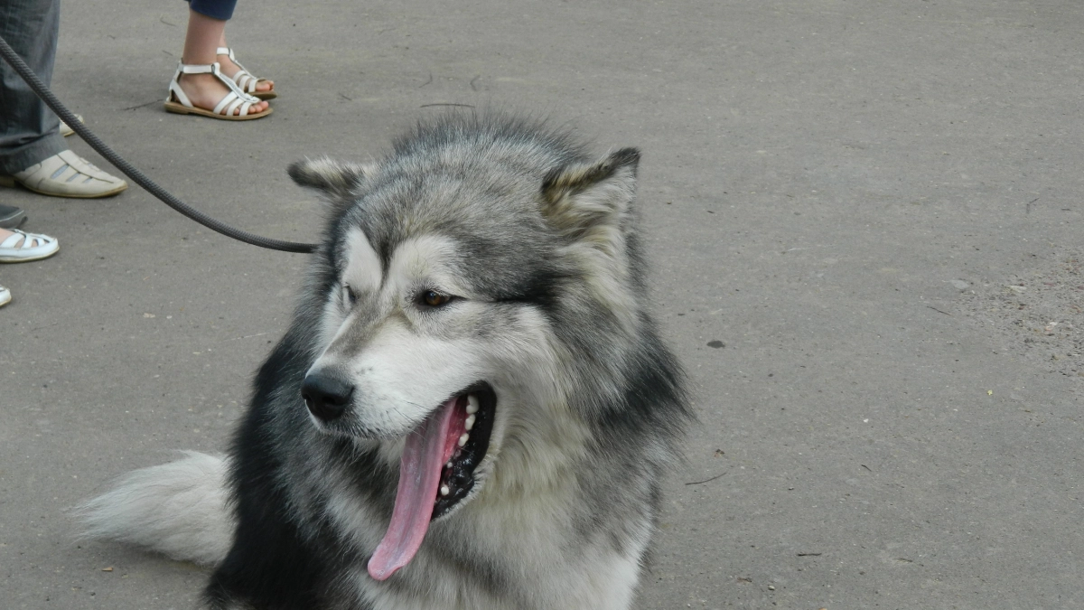 Большие, но ленивые: 3 породы собак, которым не нужны долгие прогулки - будут счастливо спать с вами на диване 
