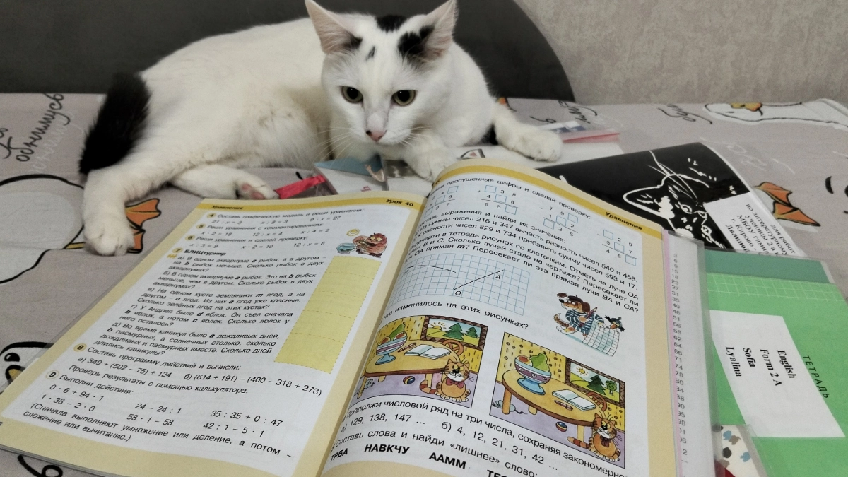 Умнее многих собак: 3 породы кошек, которые легко поддаются дрессировке и понимают команды с полуслова