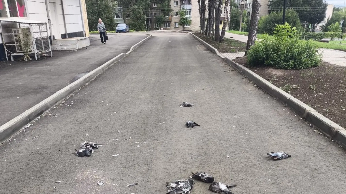 В Костроме массово погибли голуби