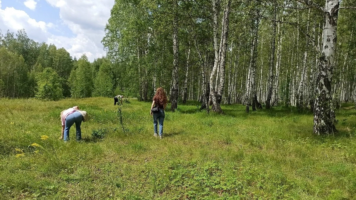 Ягоды долголетия собирают в лесах Костромской области
