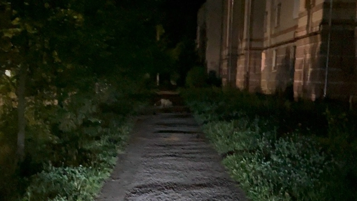 Во дворы Костромы выбежала лиса с признаками бешенства