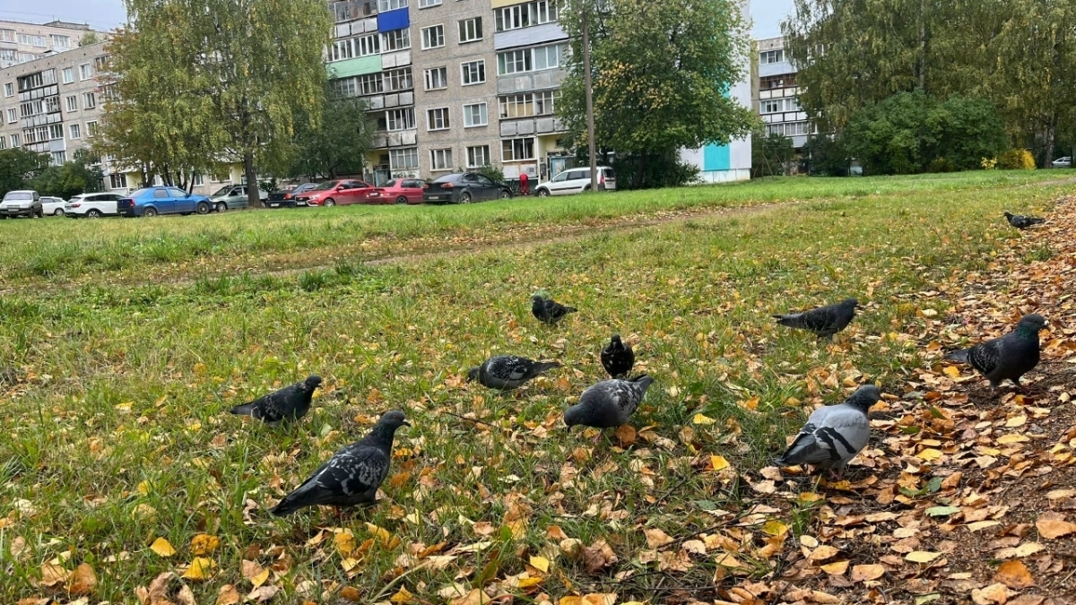 Когда ждать бабье лето в Костроме