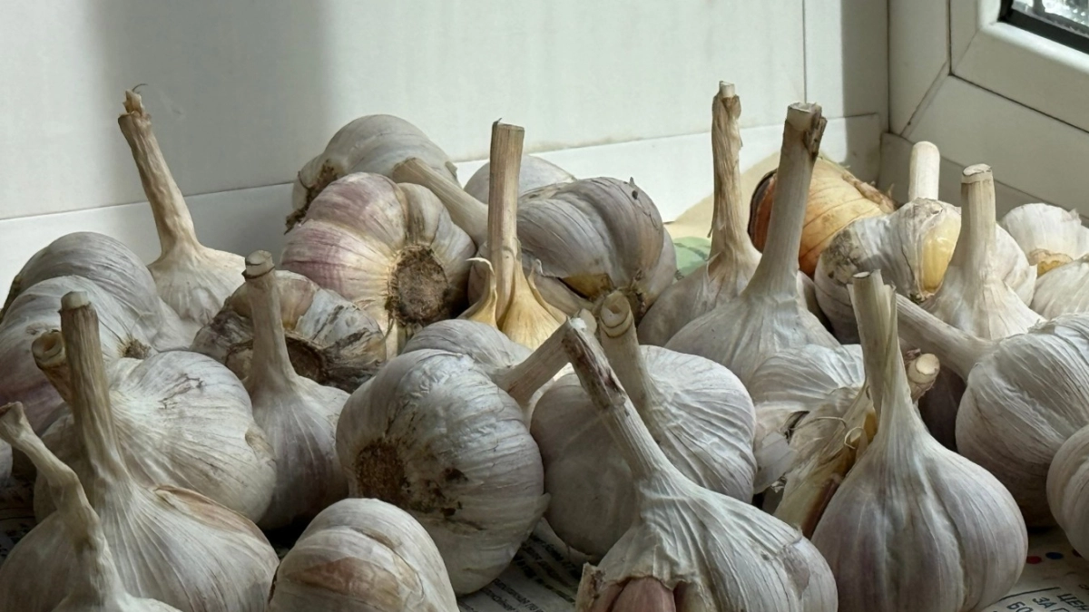 Озимый чеснок сажаю только в этот день: всходит дружно, не болеет, урожай — загляденье