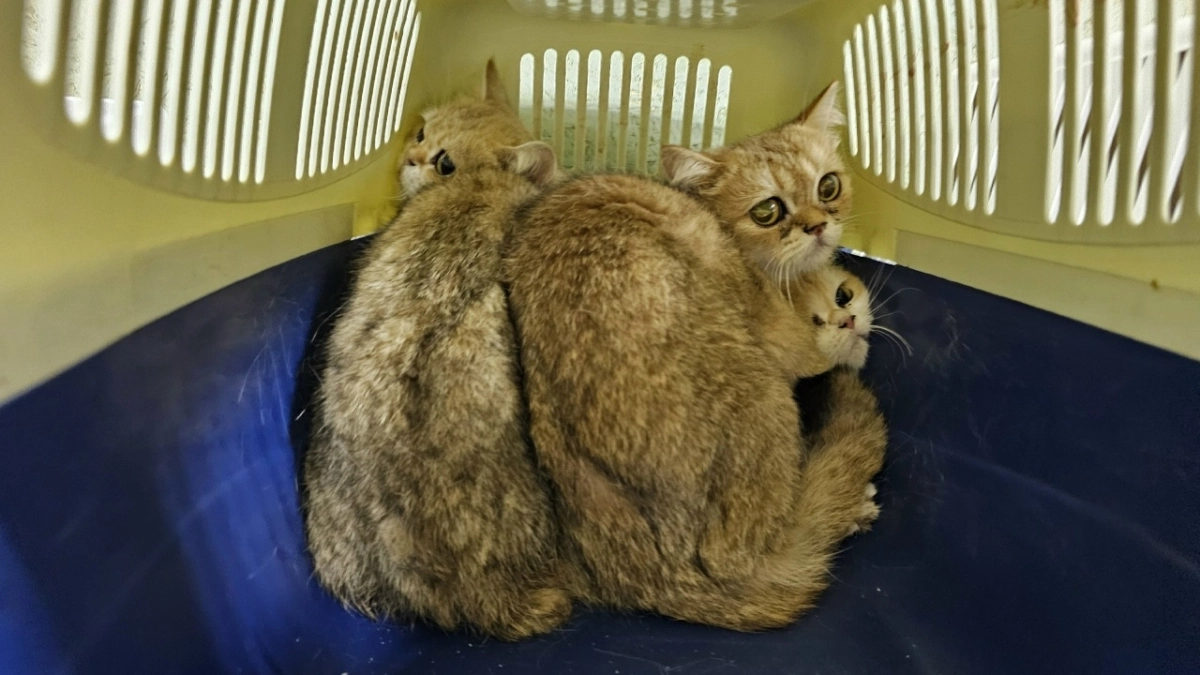 В Костроме спасли 59 умирающих кошек