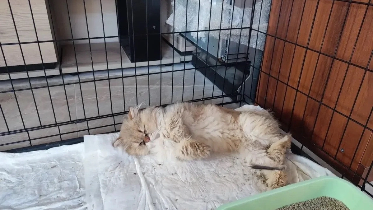 В Костроме пристраивают кошек из кошачьего концлагеря