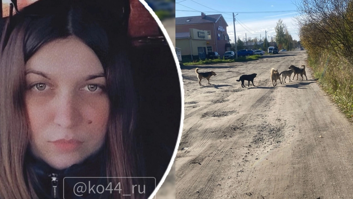 В Шарье возбудили уголовное дело из-за стай собак