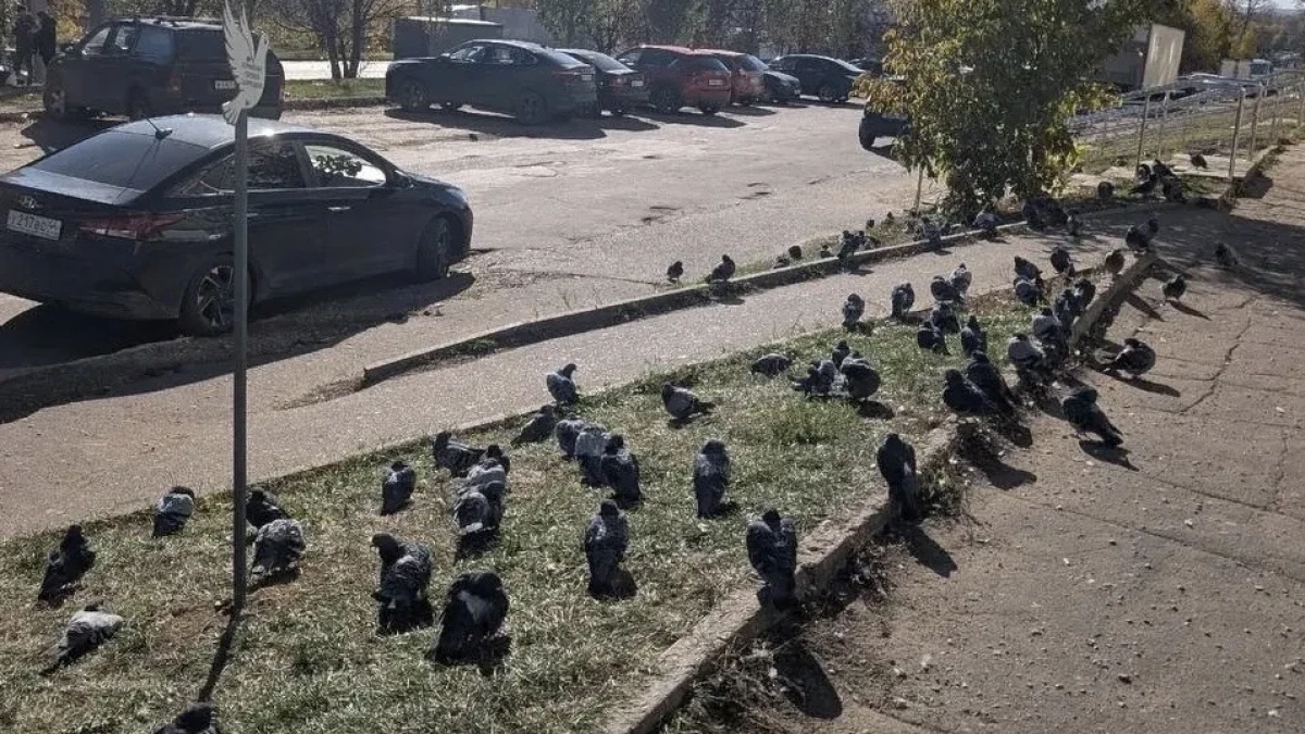 В Костроме горожане кормят голубей под табличками с запретом