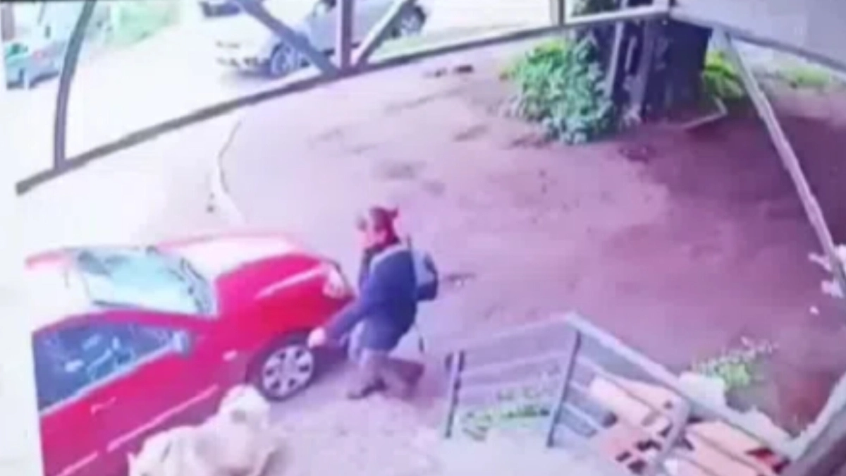 Ворующую и сматывающую собак скотчем костромичку задержали