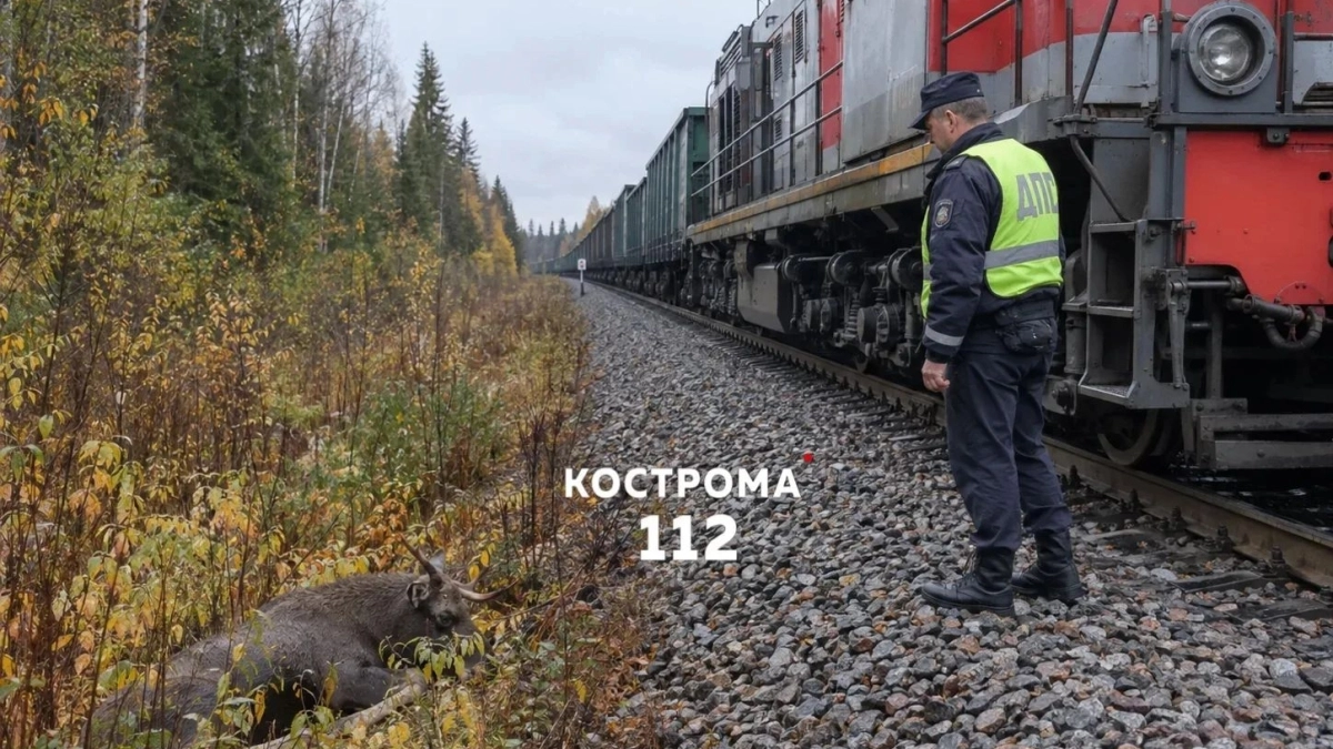 В Костроме ребенок остановил тепловоз и поезд столкнулся с лосем