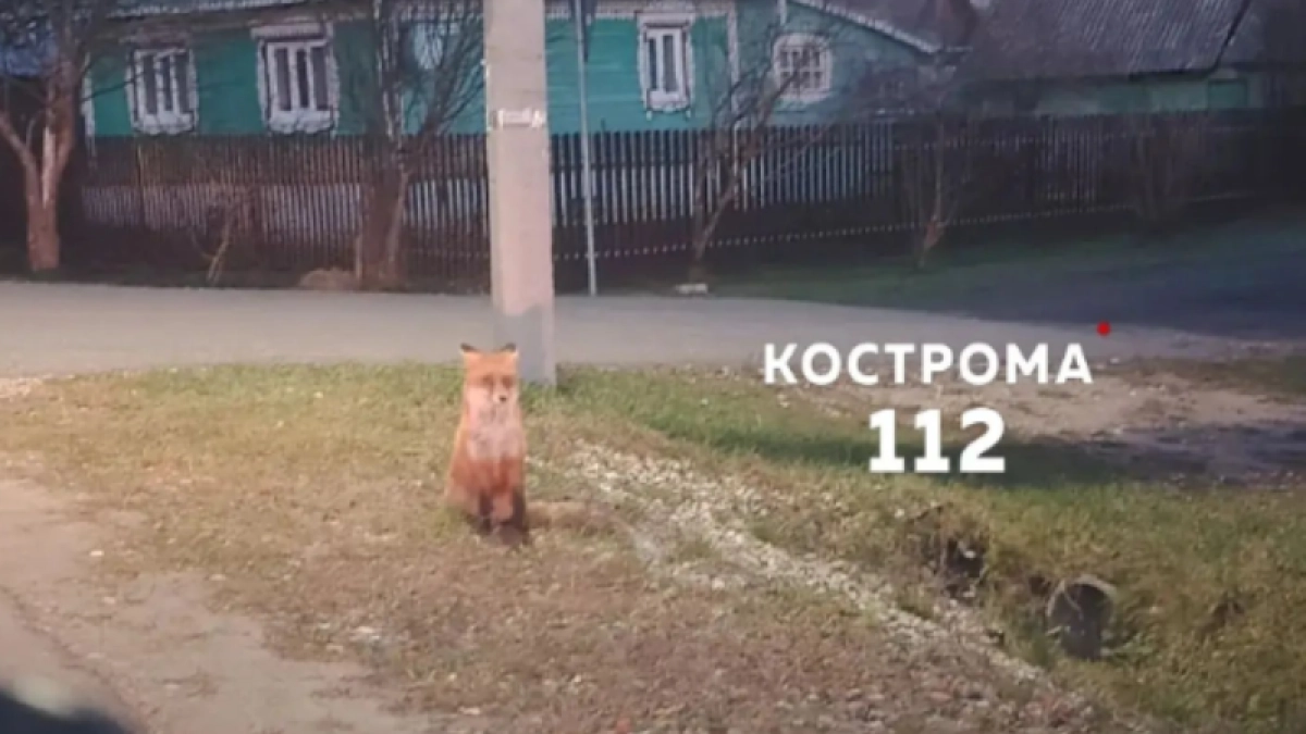 Лиса бросилась на женщин в Костромской области