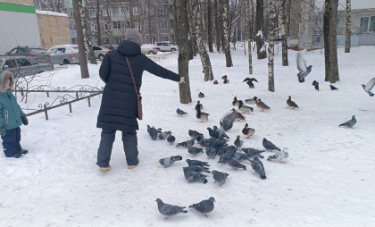Жителей Костромы пугают огромными штрафами за кормление голубей