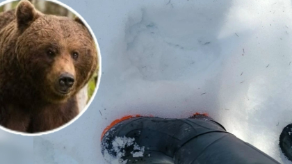 Под Костромой жители обнаружили следы медведя