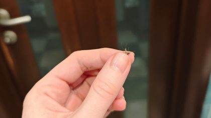 В Костроме проснулись комары уже в марте