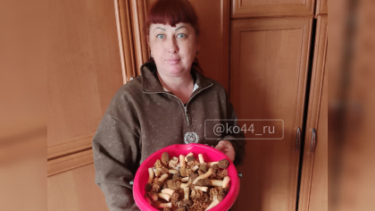 В костромских лесах набирают ведрами грибы размером с кота 